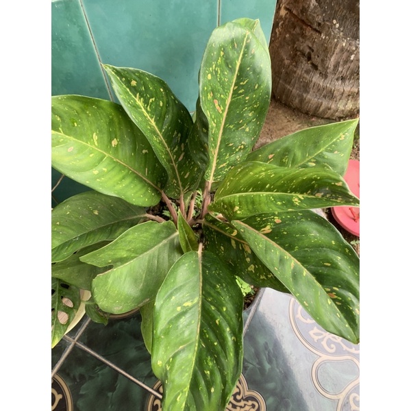 Bunga Aglonema Obama