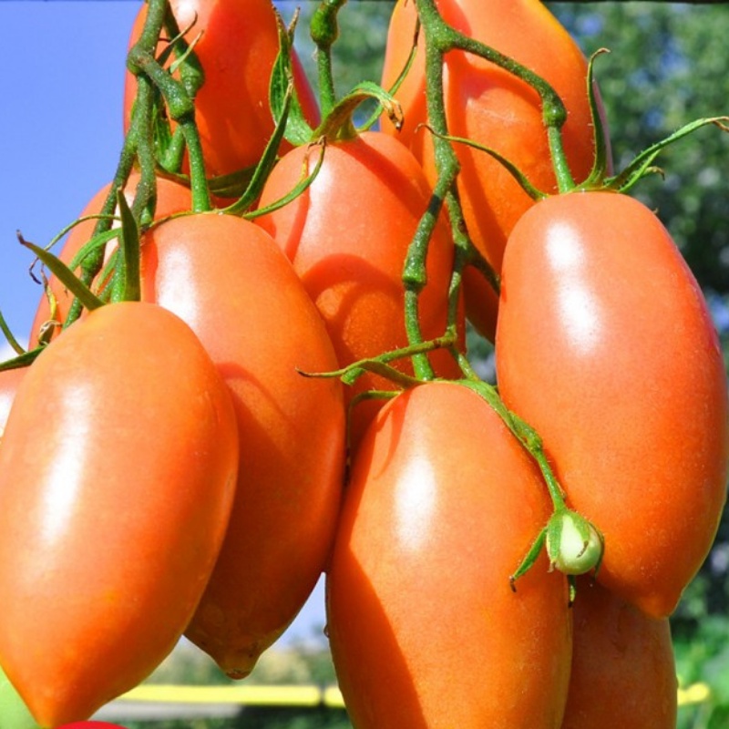 Benih Bibit Biji - Tomat Pink Icicle Tomato Seeds