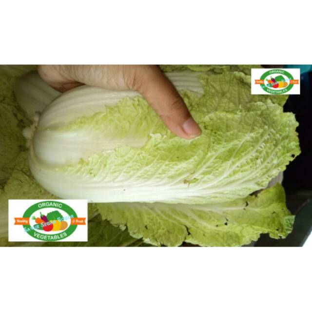 

Sawi / 1 Kg