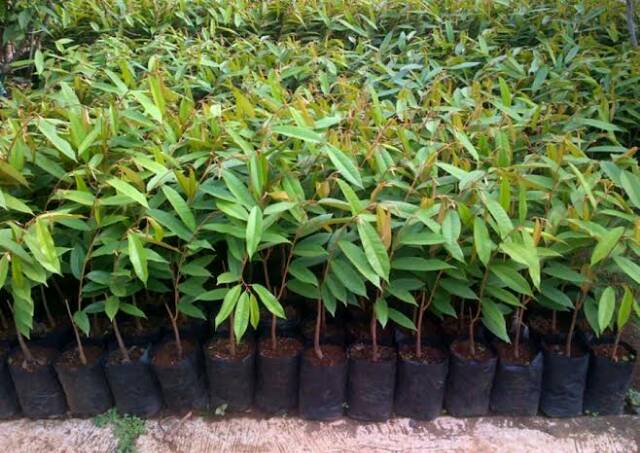 BIBIT DURIAN MUSANGKING JUMBO UNGGULAN SUPER BATANG PENDEK PEMBIBITAN DUREN MUSANG KING CEPAT BUAH