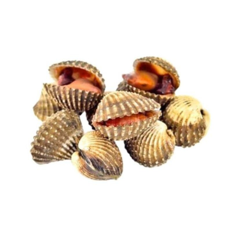 

Kerang Dara segar 500gr