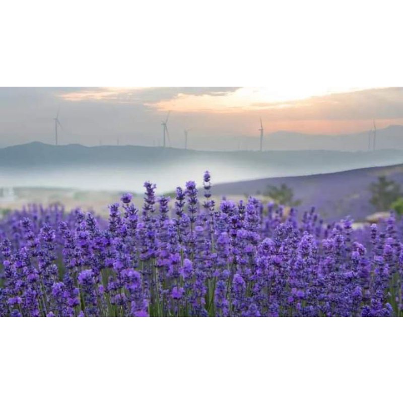 TANAMAN LAVENDER ASLI LAVANDULA