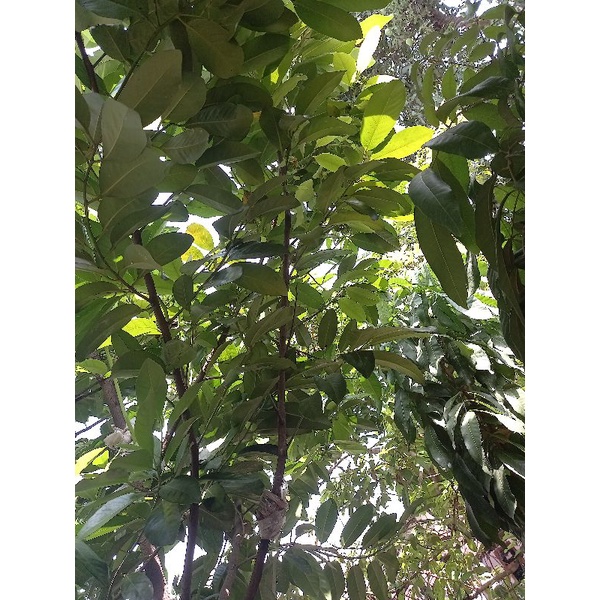 bibit black sapote cangkok sudah bunga 1 meter