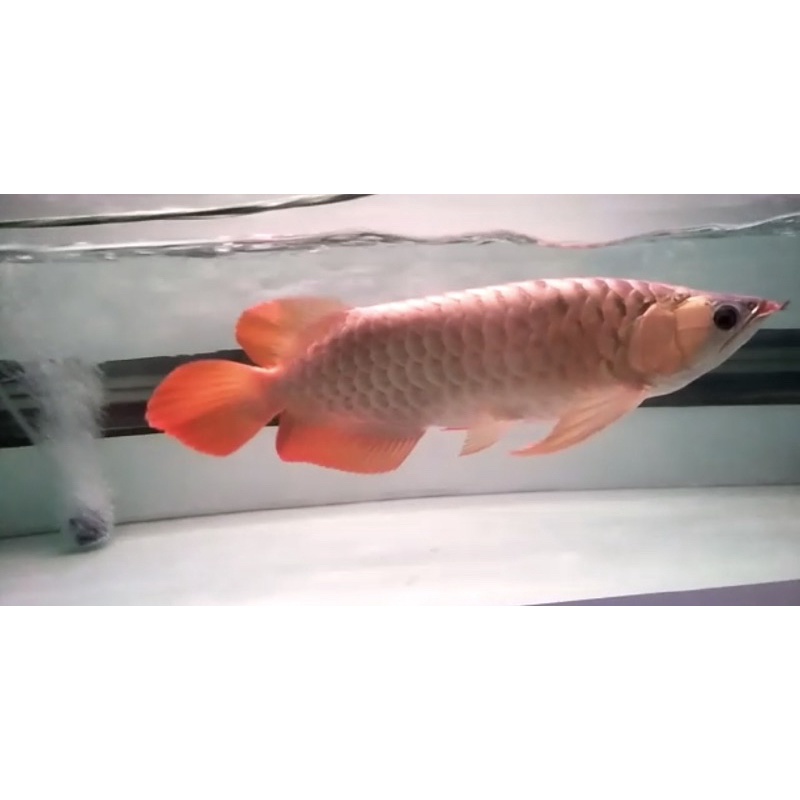 ikan arwana SR ( Super Red )