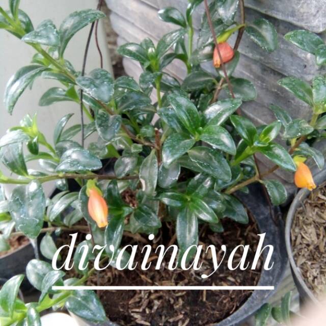 Tanaman hias gantung lipstik orange