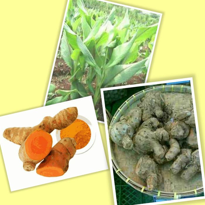 

Temulawak Koneng Gede Basah / Segar 1 Kg ⠀⠀⠀⠀⠀