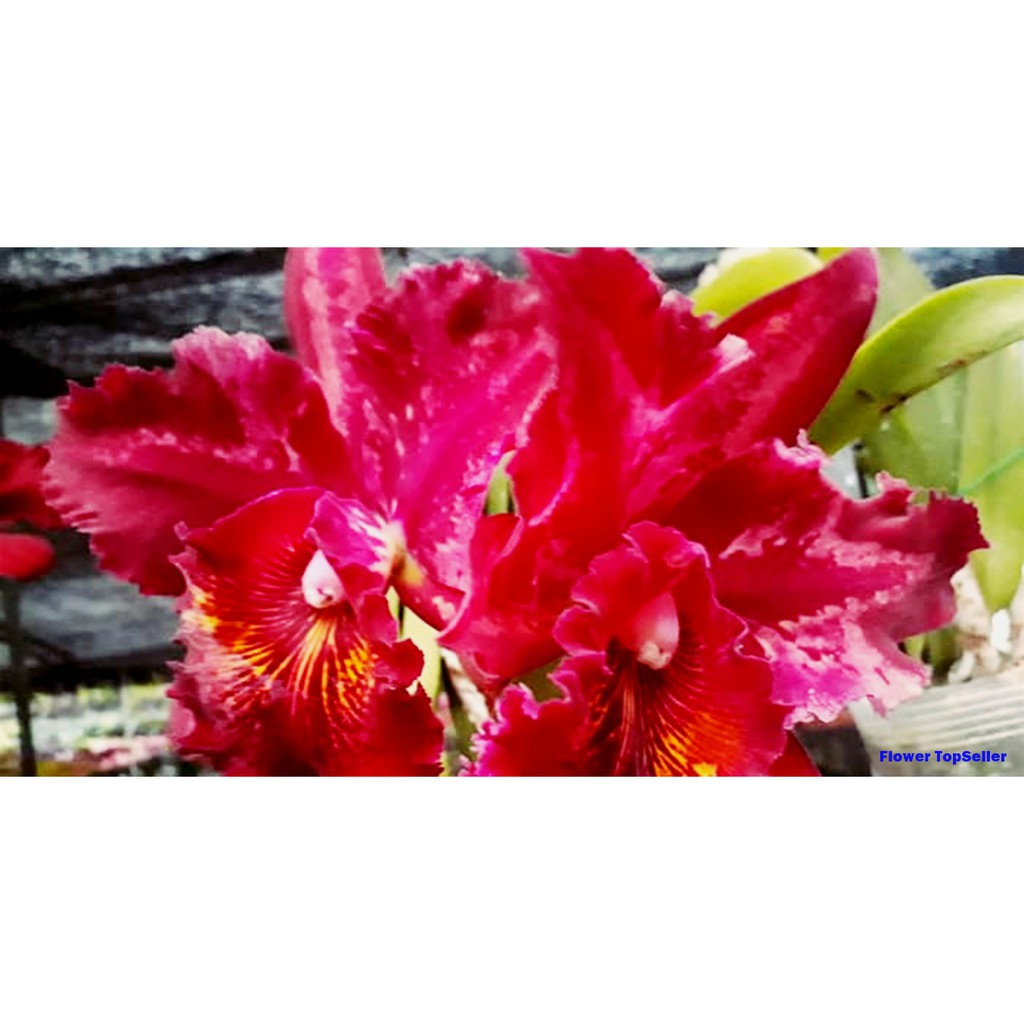 Cattleya Blc Waileilei Sunset / ANGGREK / BUNGA ANGGREK