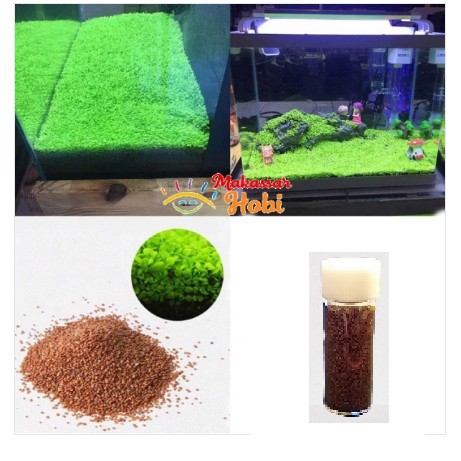 Bibit Benih Carpet Seed MINI DWARF Tanaman Karpet Aquascape Aquarium