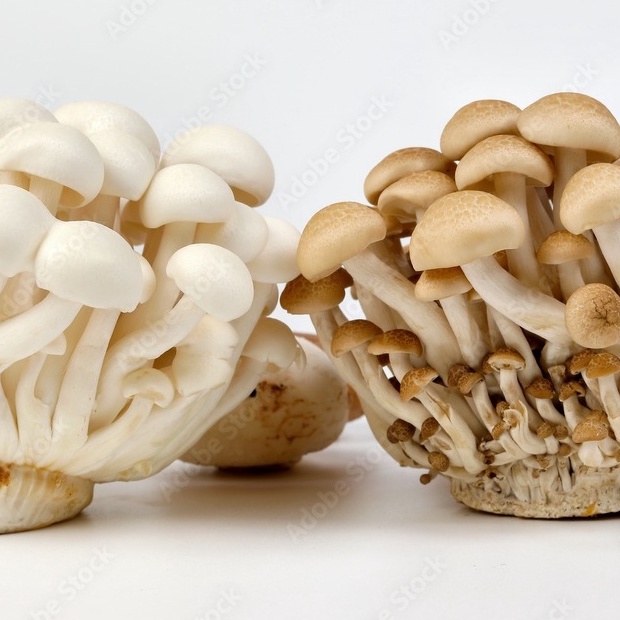 

Shimeji 150 gram/ Shimeji Putih 150 gram/ Shimeji Coklat 150 gram/ per Pack/ Shimeji Japanese Mushroom