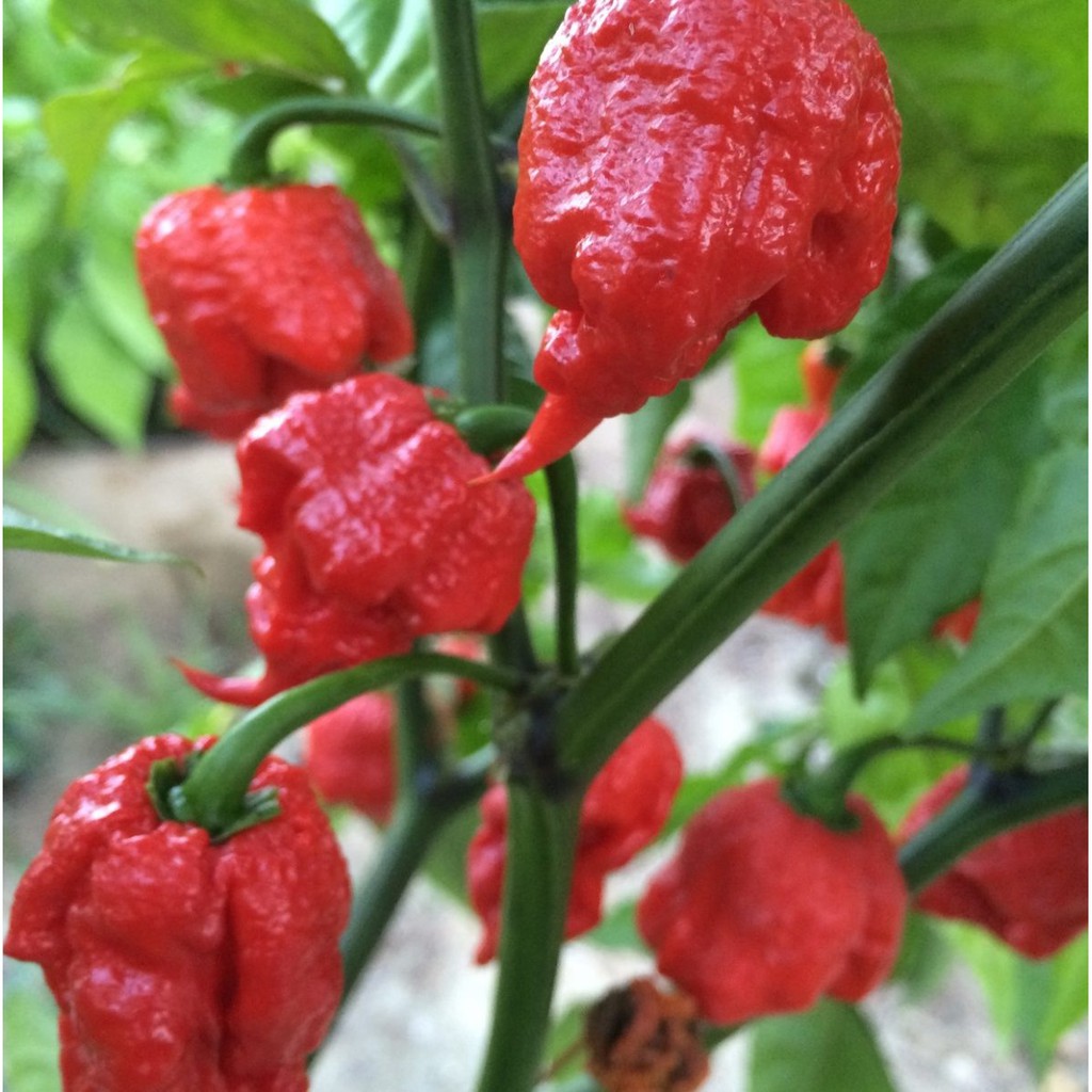 2 Bibit Cabe Carolina Reaper Merah Benih Cabai Rekor Terpedas di Dunia Kualitas Premium Sayuran Red-7