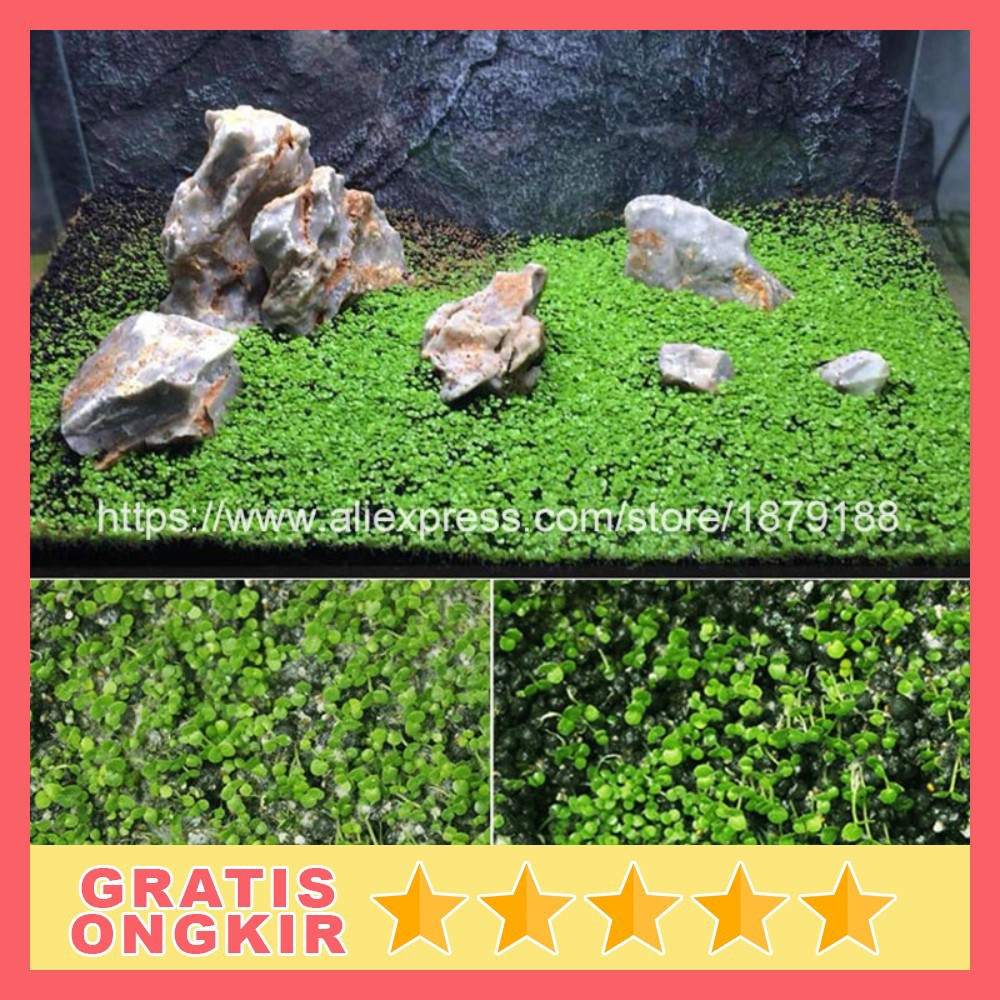 Bibit Rumput Air Dekorasi Aquarium Landscape Ornament Big Fescue H0027 Grab Medan