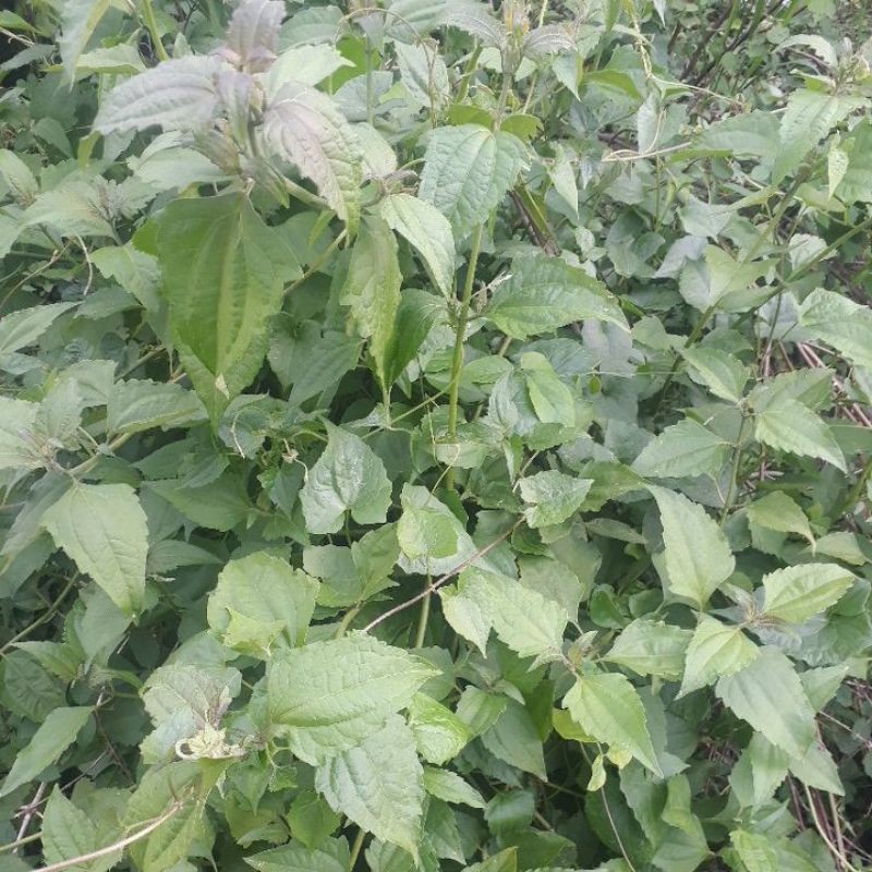

Daun Balakacida
