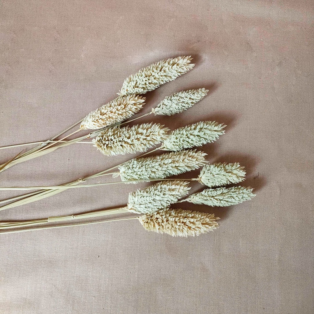 Dried Flower Lavender Lagurus Wheat Bunga Kering Asli Import Dekorasi Hias Buket Bunga