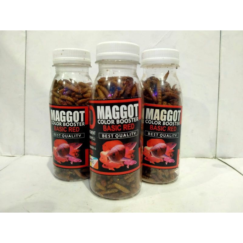 Magot BSF Super Red / Pakan Chana maggot merah Asiatica Barito