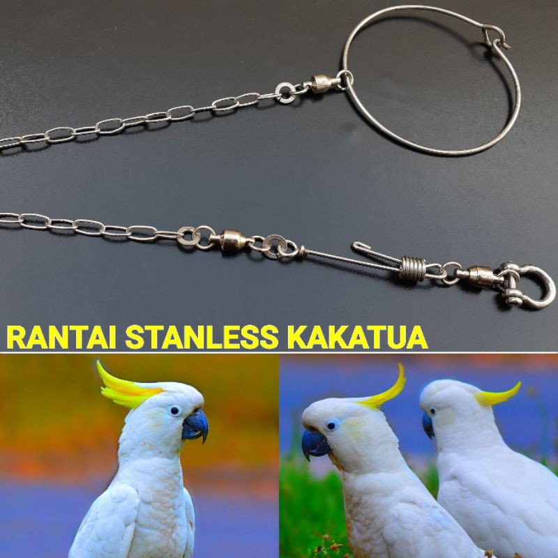 Rantai Kakatua Medium Ring Omega