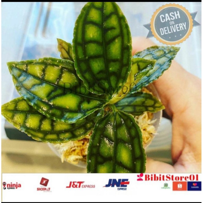 Jawel orchid Variegata. anggrek kiaksara tengkorak