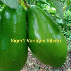 BIBIT ALPUKAT SIGER VARIETAS SIBATU OKULASI TERLARIS UNGGUL