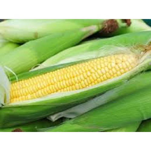

JAGUNG MANIS