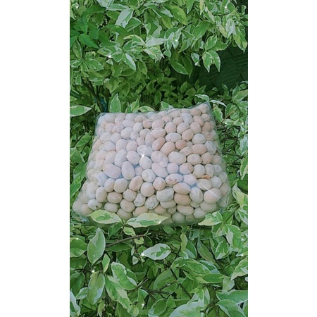 

TERMURAH SE INDONESIA Kacang Panggang Dua Kelinci Murah Meriah