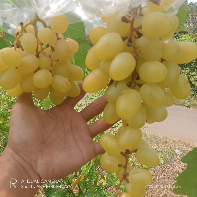 Bibit Anggur import valid