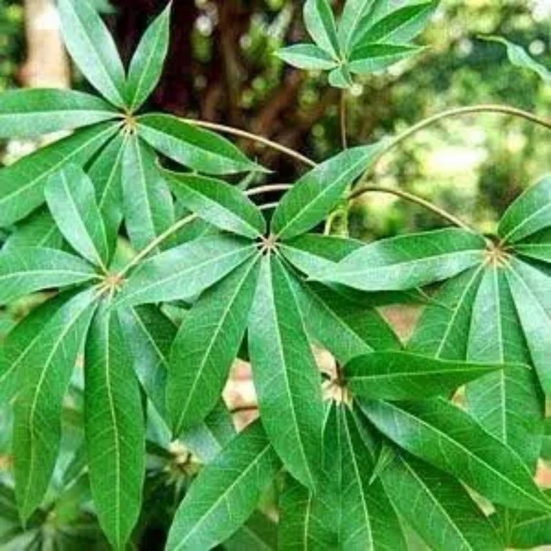 

Daun Randu/Daun Kapuk 500gram
