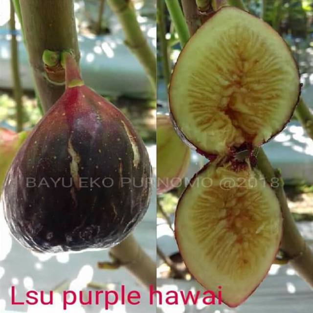

Bibit buah tin jenis lsu purple hawai