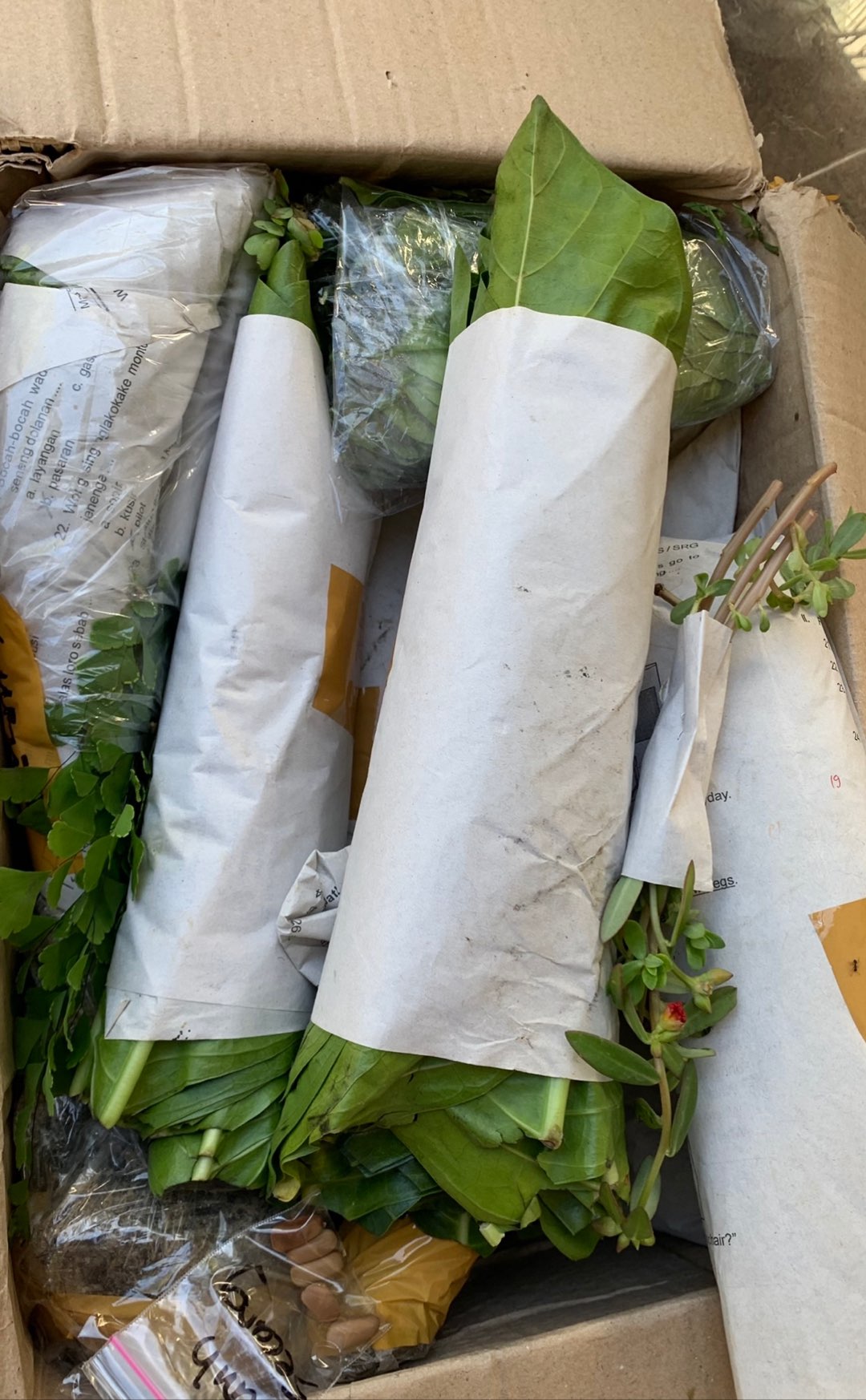 Daun Jeruk Purut Segar / Herbal / Bumbu Dapur 50gr.