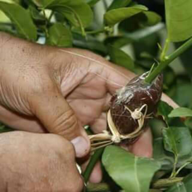 cangkok Jeruk purut super