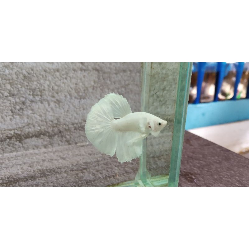 Ikan Cupang Halfmoon White Platinum jantan