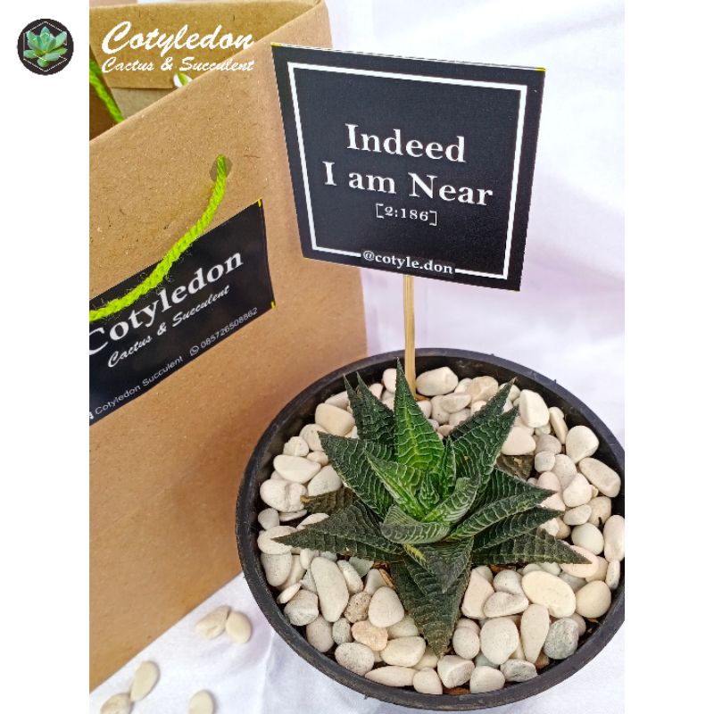 Jual Paket Green Gift Souvenir Kaktus Sukulen Haworthia Limifolia Kaktus Ownroot Grafting