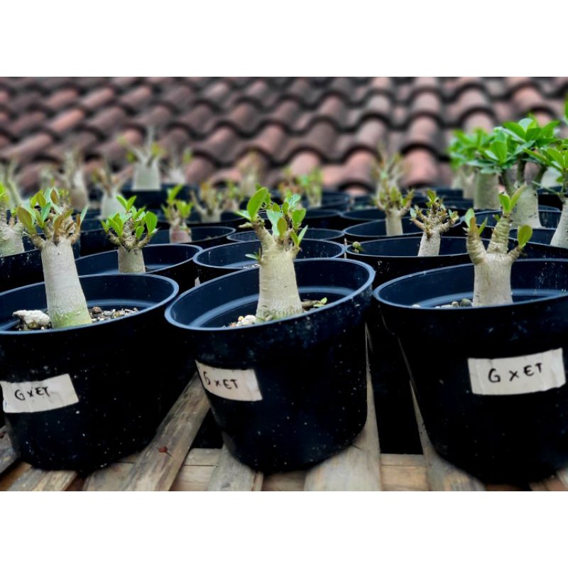 adenium godji x et (emerald tank)