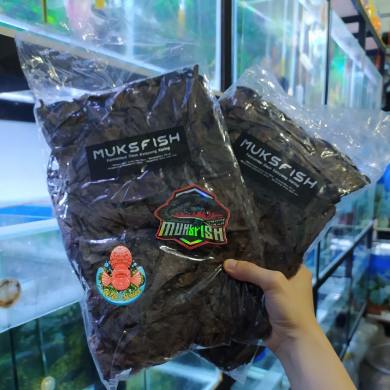 FERMENTASI DAUN KETAPANG rahasia channa kontes MUKSFISH KING OF RED 100gr super pekat hitam progress
