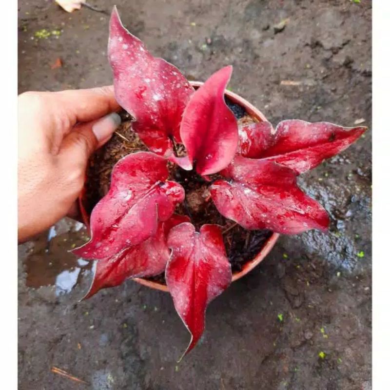 caladium keris merah / tanaman hias caladium / caladium thailand / keladi keris merah