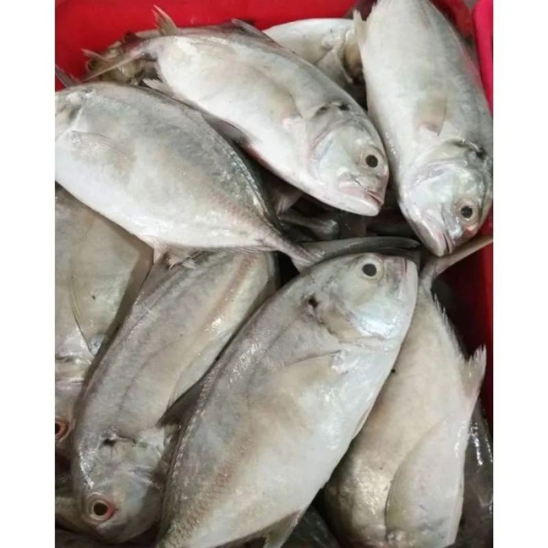 

Ikan Kuwe Gepeng Fresh || 500gr