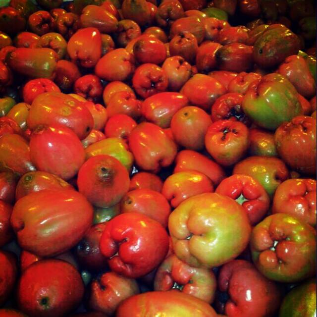 

bibit jambu air cincalo