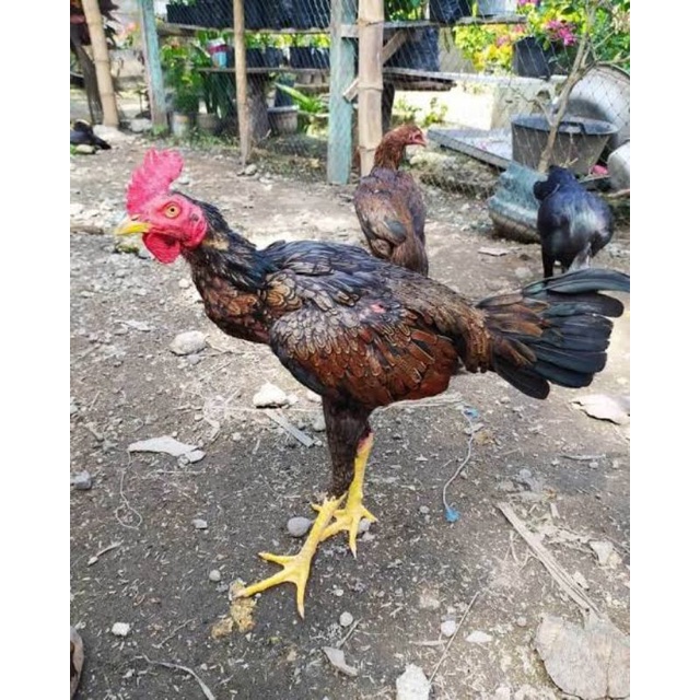 

TELUR AYAM ADUAN BANGKOK BULBI UNTUK DITETASKAN