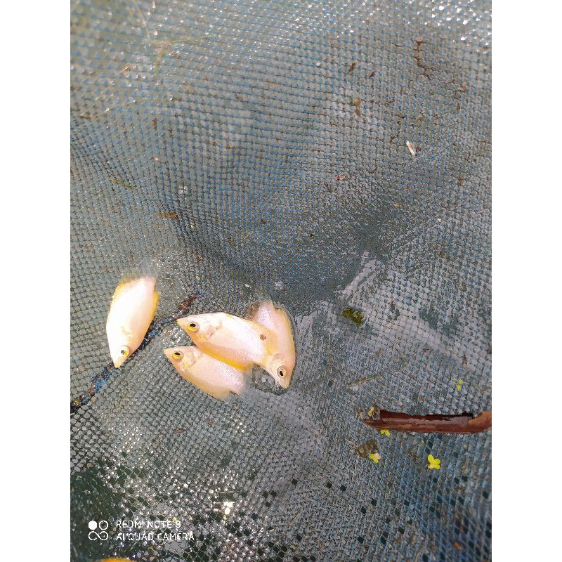 gurame padang hias ukuran korek gas