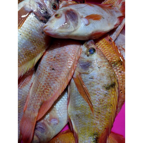 

ikan nila segar
