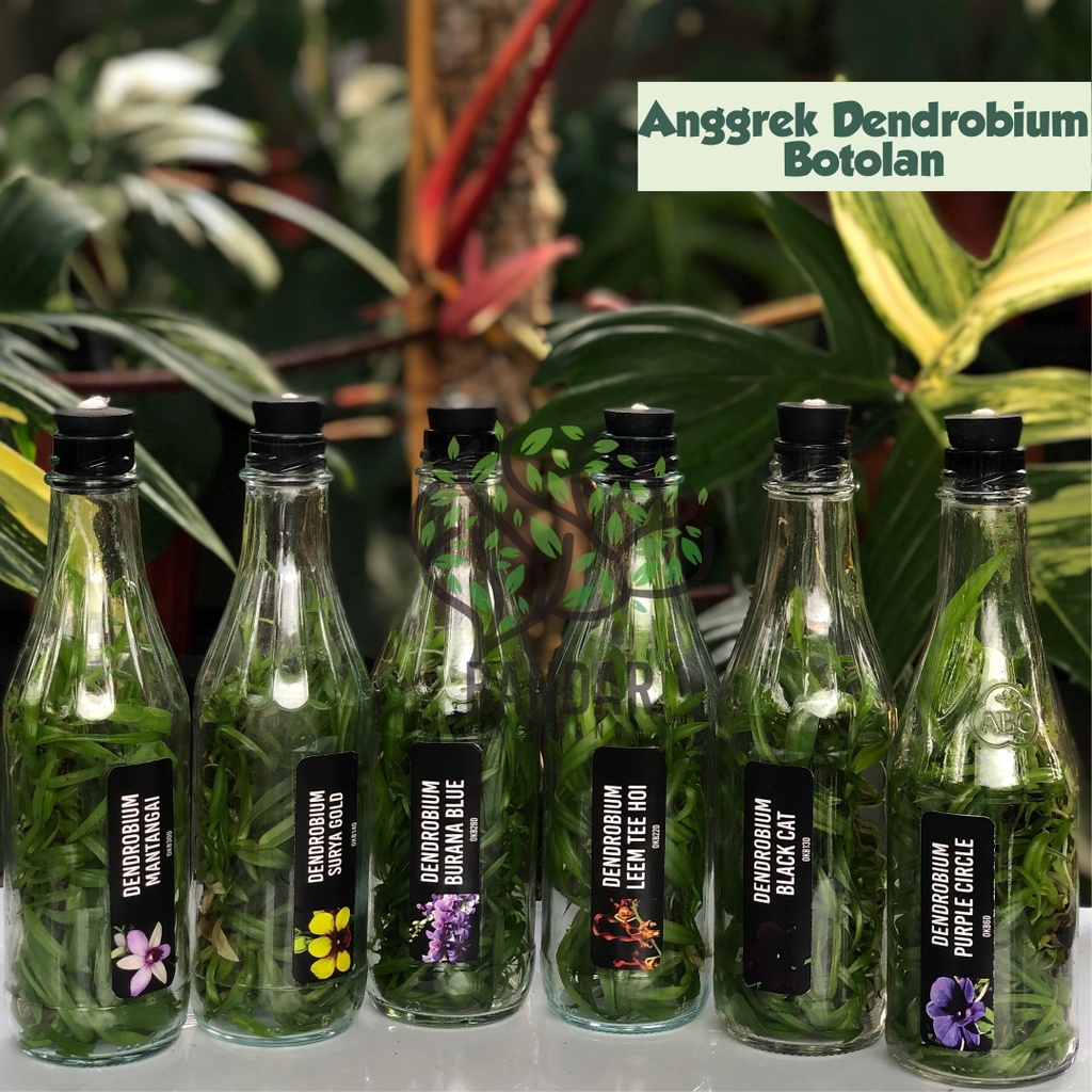 Bibit Anggrek Dendro Botolan Primary Hybrid Anggrek Dendrobium Dalam Botol Murah