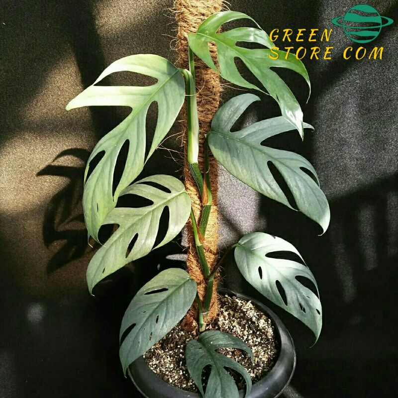 Bibit Monstera epipremnum pinnatum cebublue