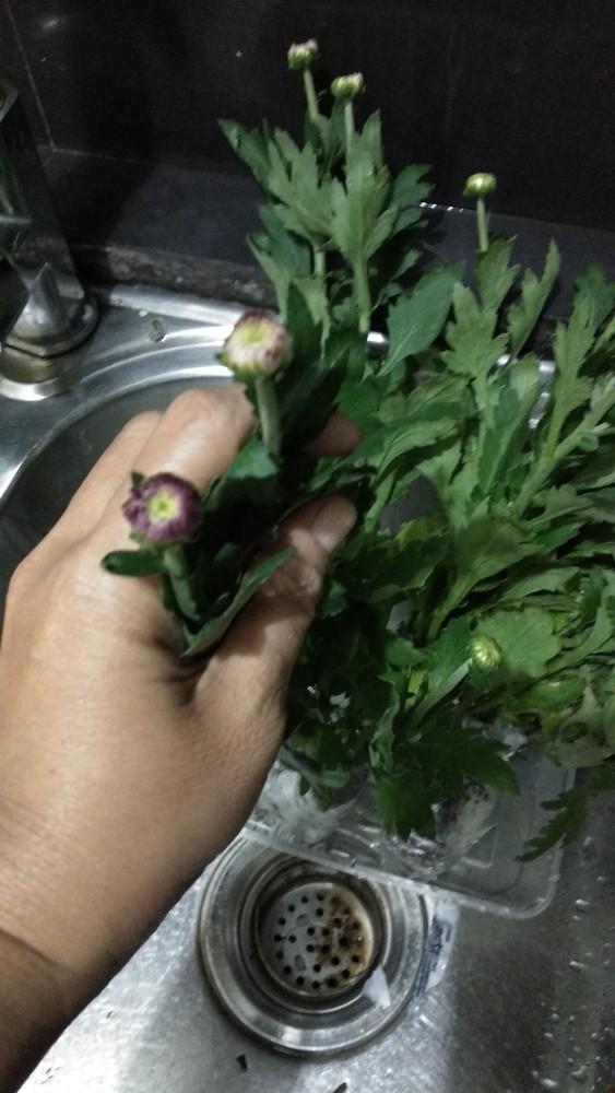 Tanaman Hias Bunga Krisan Pot Isi 5, 1 Warna