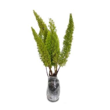 Tanaman hias Cemara - tanaman mini (usia dewasa) - Aesthetic Decor - Indoor garden