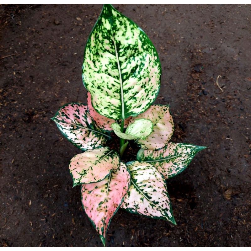 Aglonema komkom orange