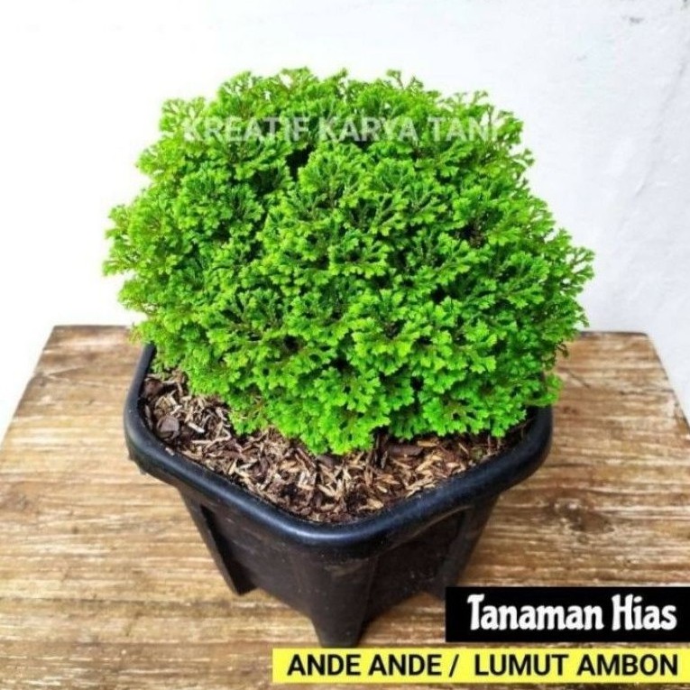 ( BISA COD ) Tanaman Hias Lumut Ambon / Bunga Hias Lumut Cakar Ayam / Tanaman Ande Ande Ambon