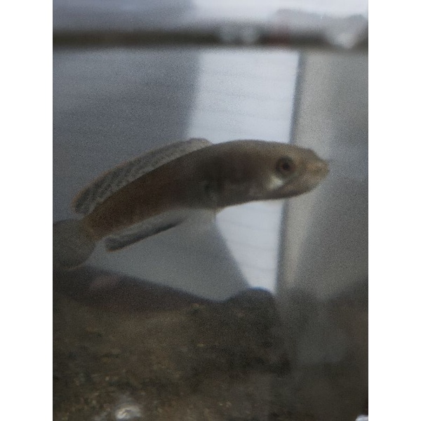 

chanaLimbata