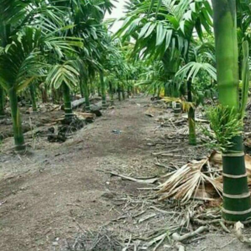 Bibit Pinang Thailand Super Siap Tanam
