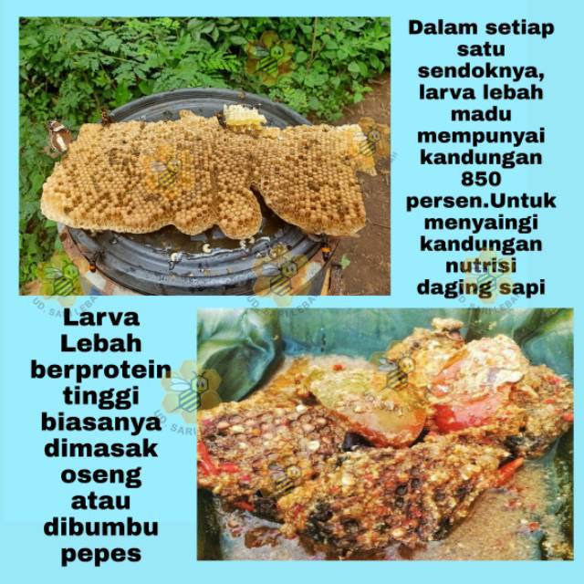 Larva lebah untuk botok