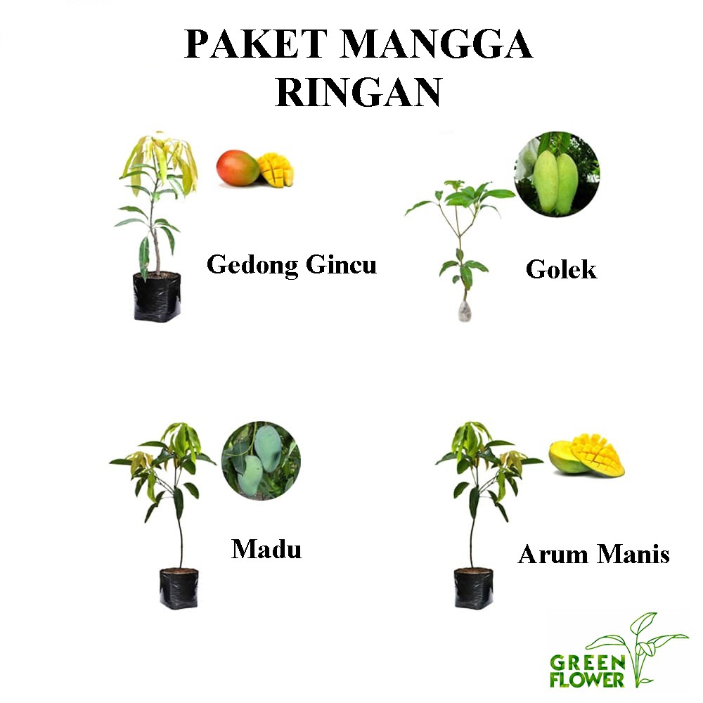 PROMO MANGGA ISI 2 JENIS MURAH