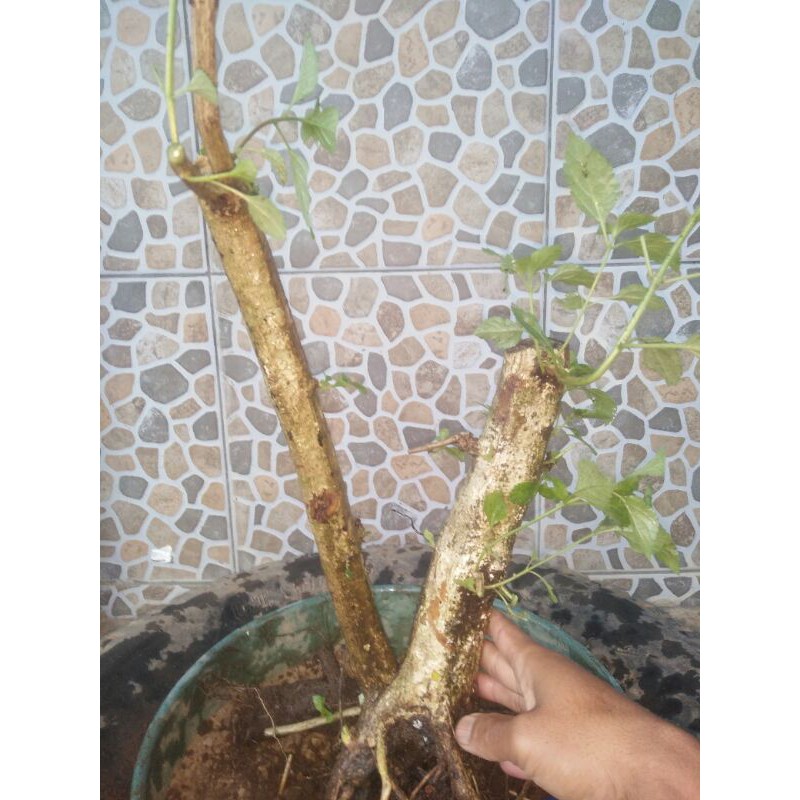 bonsai Lantana prospek