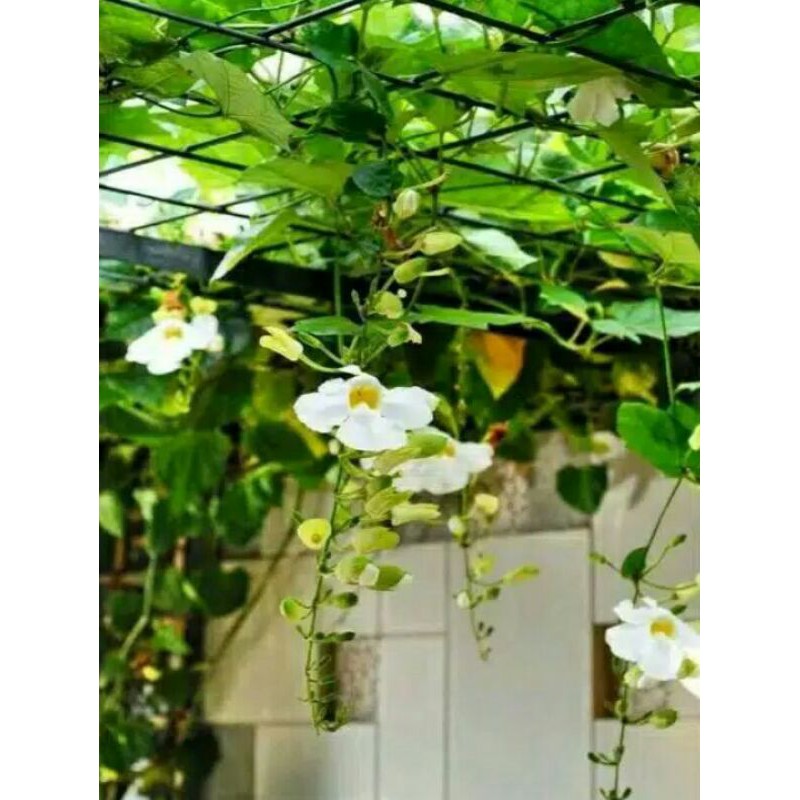 Tanaman Hias Rambat Thunbergia Bunga Putih